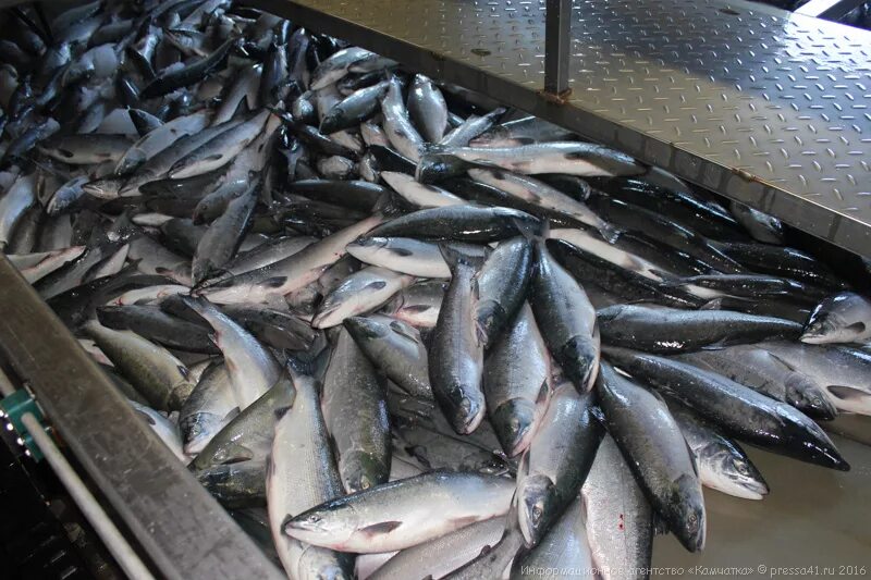 Нерест камчатских лососей. Лососи на камчатки. Дикий лосось камчатка. Озеро курильское рыба камчатка. Дикий лосось камчатки.