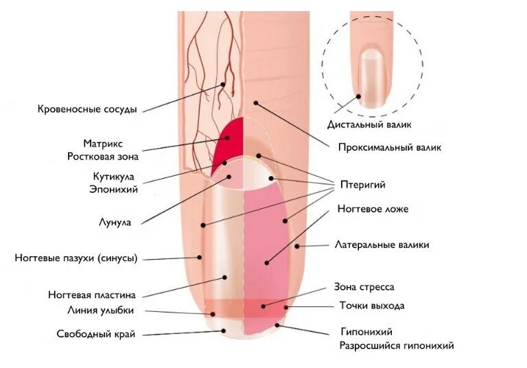 Ногтевая структура. Строение ногтя. Строение ногтевой пластины. Схема строения ногтя. Строение ногтя для мастера маникюра.