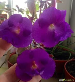 Purple king