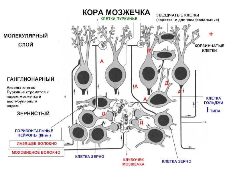 Ткань мозжечка. Клетки Пуркинье в мозжечке. Клетки мозжечка гистология. Клетки Гольджи 1 типа. Клетки Пуркинье гистология.