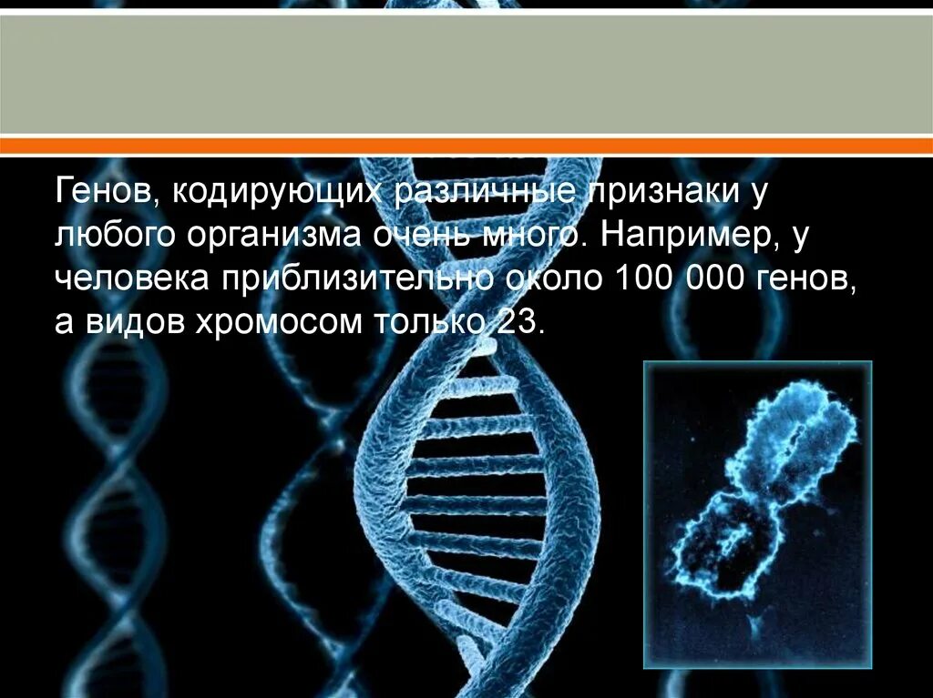 Виды генов человека. Виды генов в биологии. Геномы человека и других организмов. Геном любого организма.