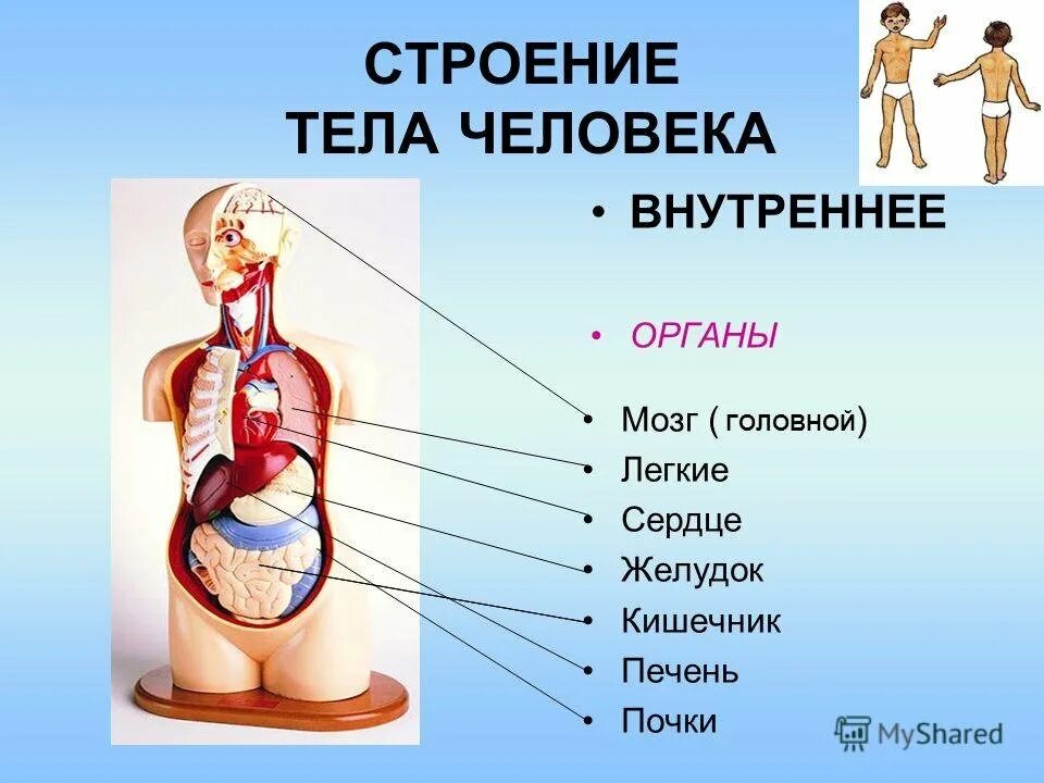 Строение тела человека внутренние органы. Схема тела человека анатомия. Строение внутри человека органы. Строение туловища человека анатомия органы. Сложный организм состоящий из