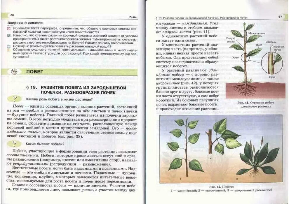 Биология 5 6 класс параграфы читать. Развитие побега растения. Развитие побега из почки. Рост и развитие побега схема. Биология 5 класс учебник Трайтак читать.