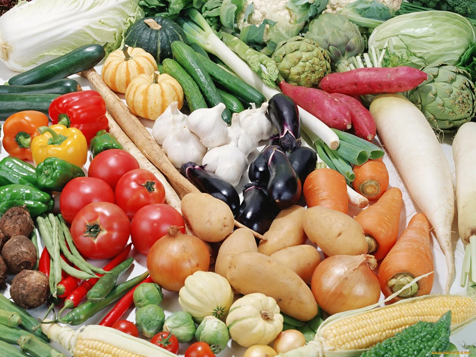 Купить овощи беларусь. Продукты овощи. Урожай овощей. Свежие овощи. Овощные культуры.
