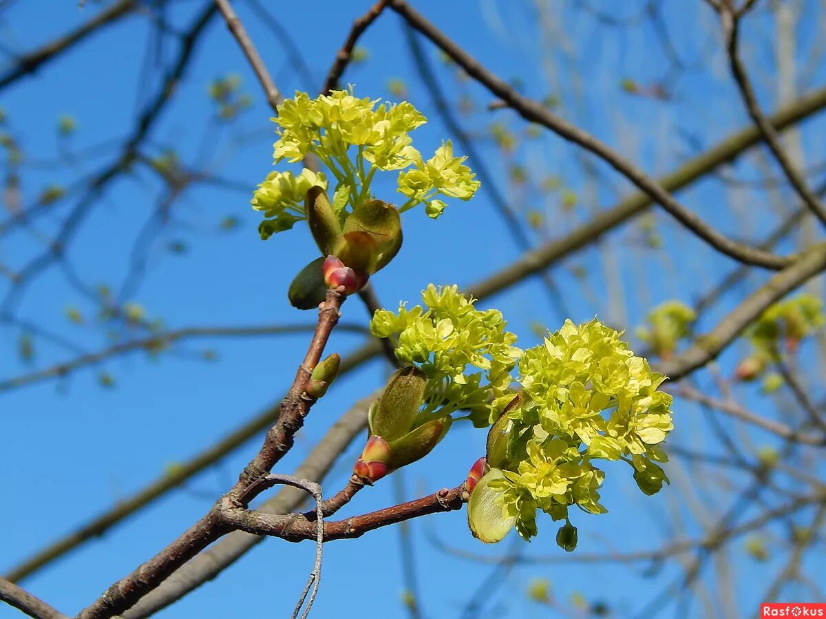 Ясень обыкновенный цветет. Ясень манновый. Ясень манный. Ясень соцветия. Ясень соцветия.