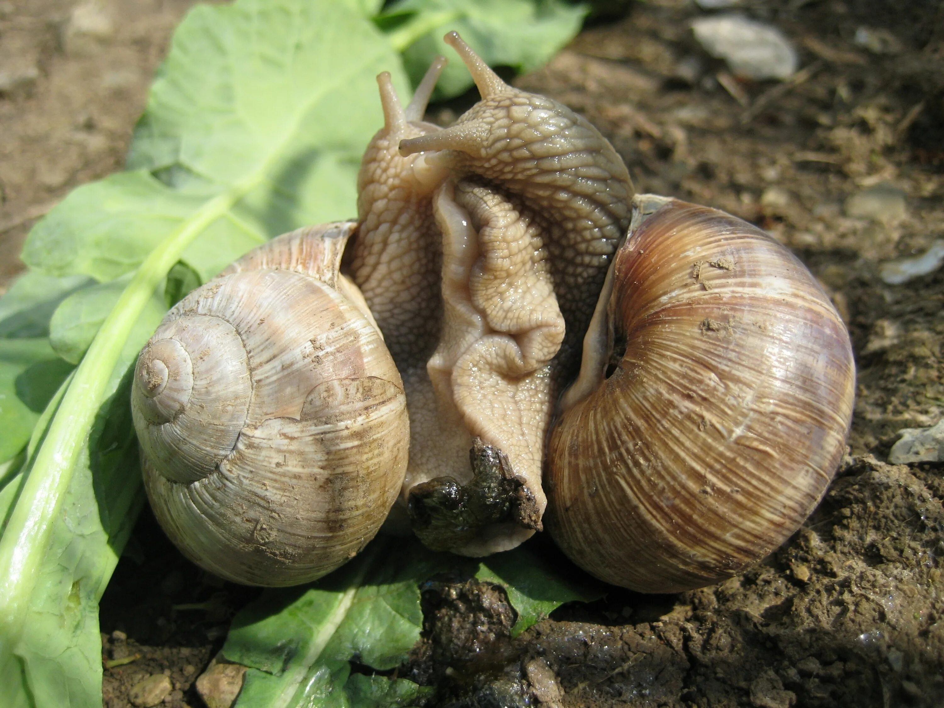 Улитка Виноградная escargots. Спаривание виноградных улиток. Виноградная улитка копуляция. Виноградные улитки спариваются.