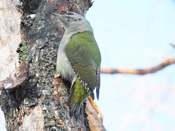 Самка зеленого дятла фото File:Green woodpecker (51190318602).jpg Wikimedia Commons