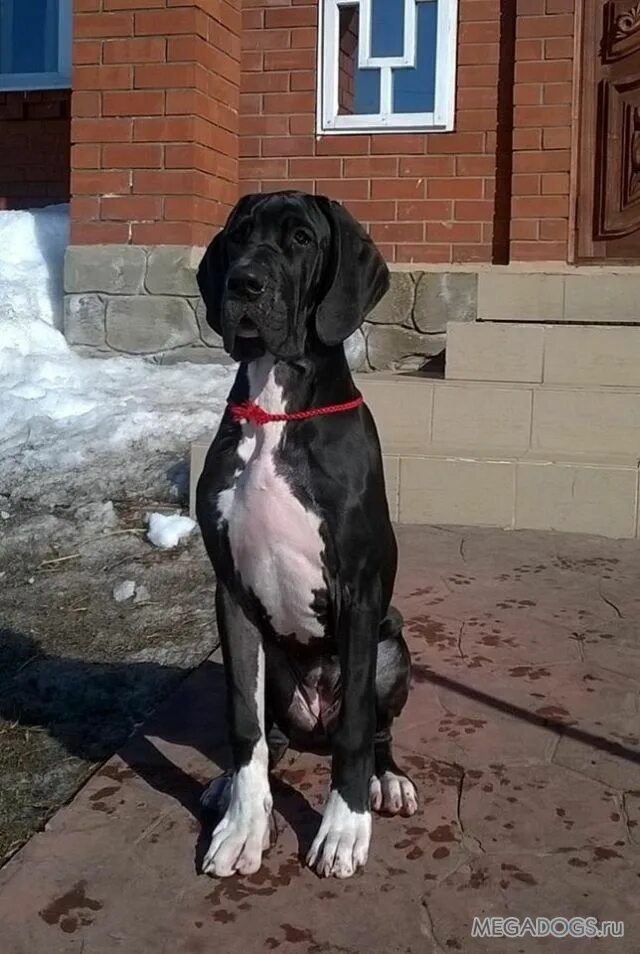 Дог 2 месяца. Немецкий дог багратион. Щенок дога 4 месяца. Дог 2 месяца. Дог 2 месяца.