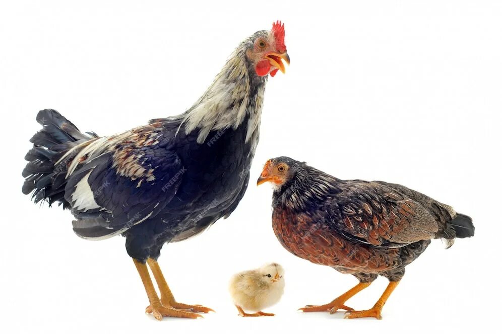 Family cock. Куриная семья картинки. Векторная фотография семейства кур.