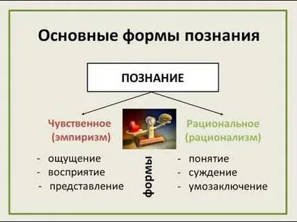 Чувственное и рациональное познание егэ
