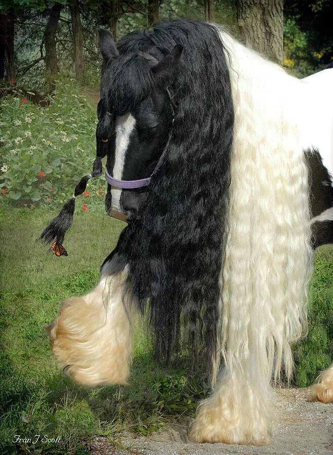 Horse hair. Лошади породы Тинкер. Лошадь породы цыганская упряжная. Цыганская Фризская лошадь. Лошадь породы Гипси Ваннер.