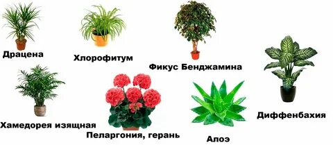 Комнатные растения на букву б