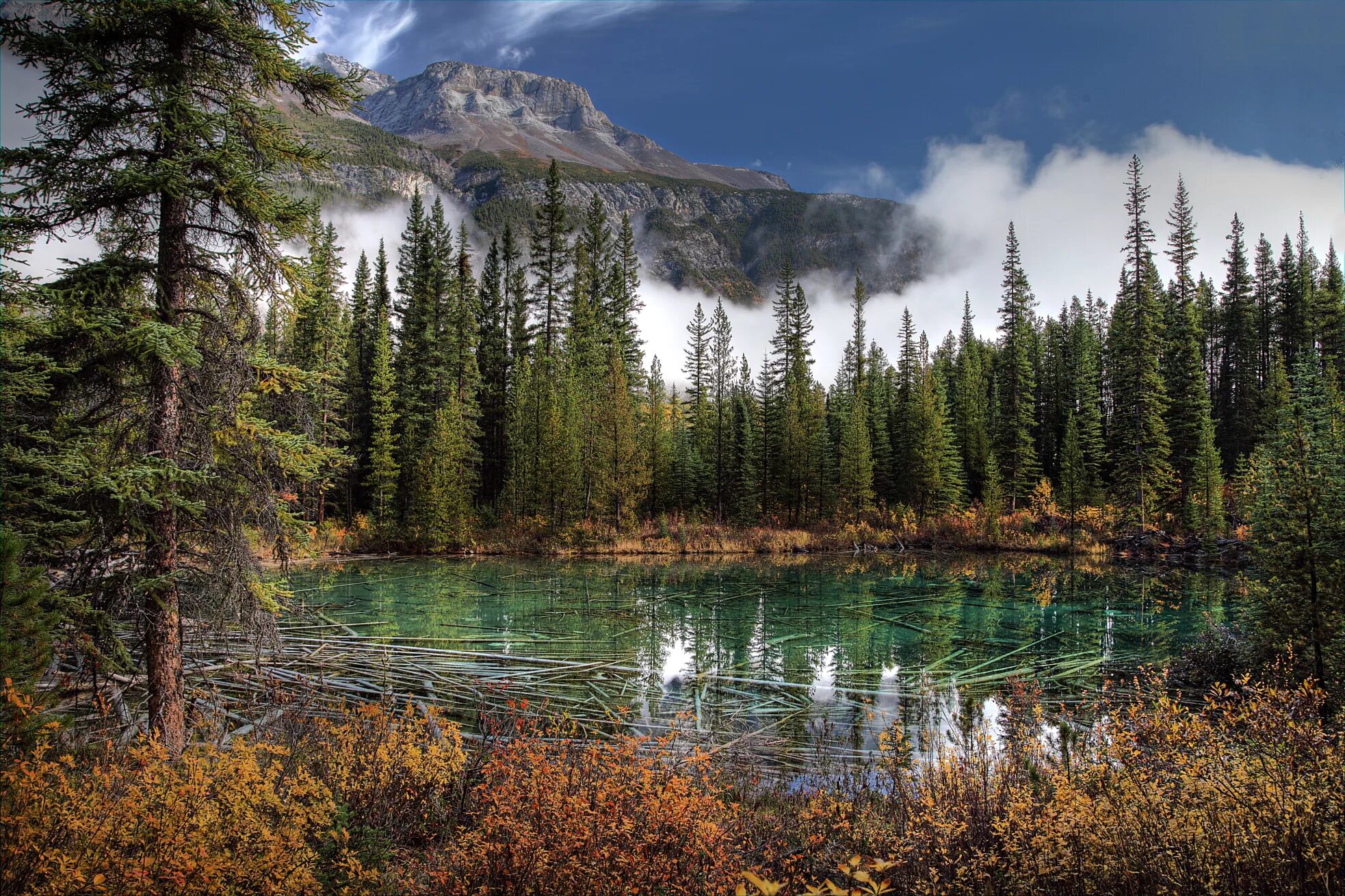 Тайга Канады. Банф – канадский национальный парк. Лес горы озеро Канада. Таёжный лес в Канаде.