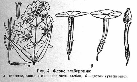Флоксы трескаются стебли