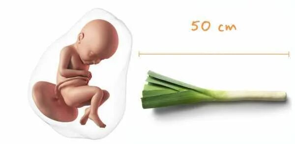Вес плода в 38 недель беременности. Вес ребёнка на 38 неделе беременности. В см 38 недель