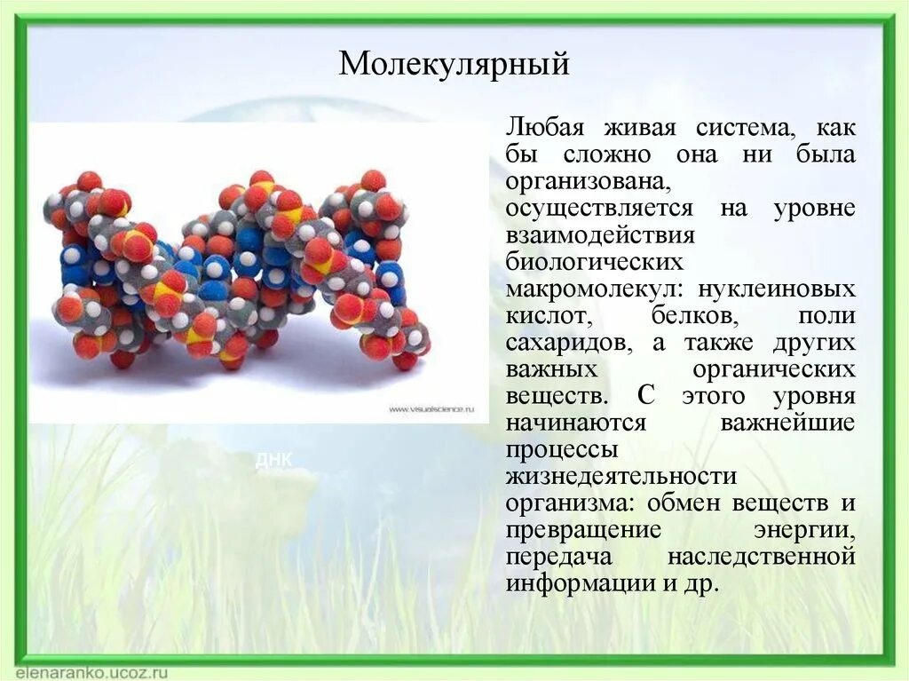 Любая живая система