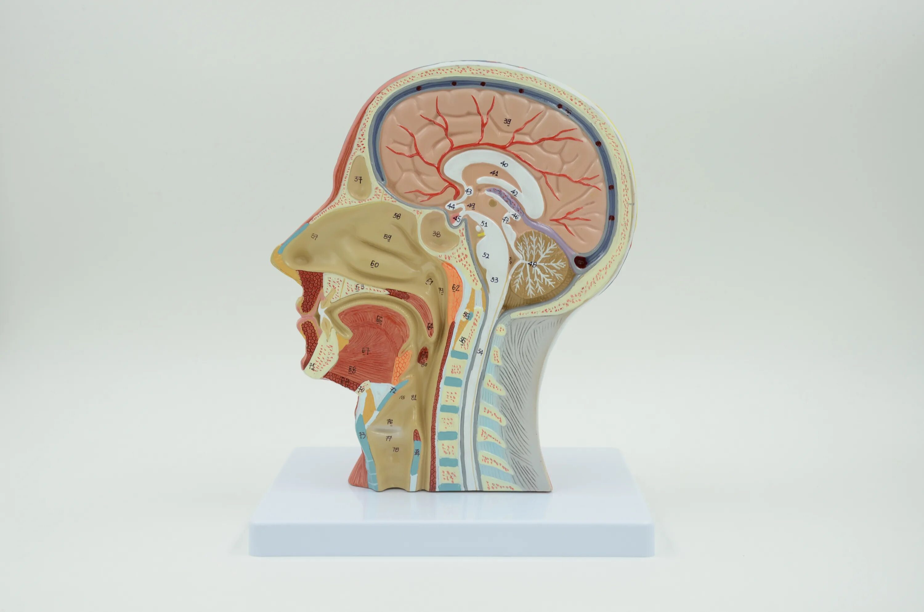 Полость рта сагиттальный разрез анатомия. Сагиттальный срез головы анатомия. Сагиттальный распил черепа анатомия. Опухоль гипофиза макропрепарат. Голова срез.
