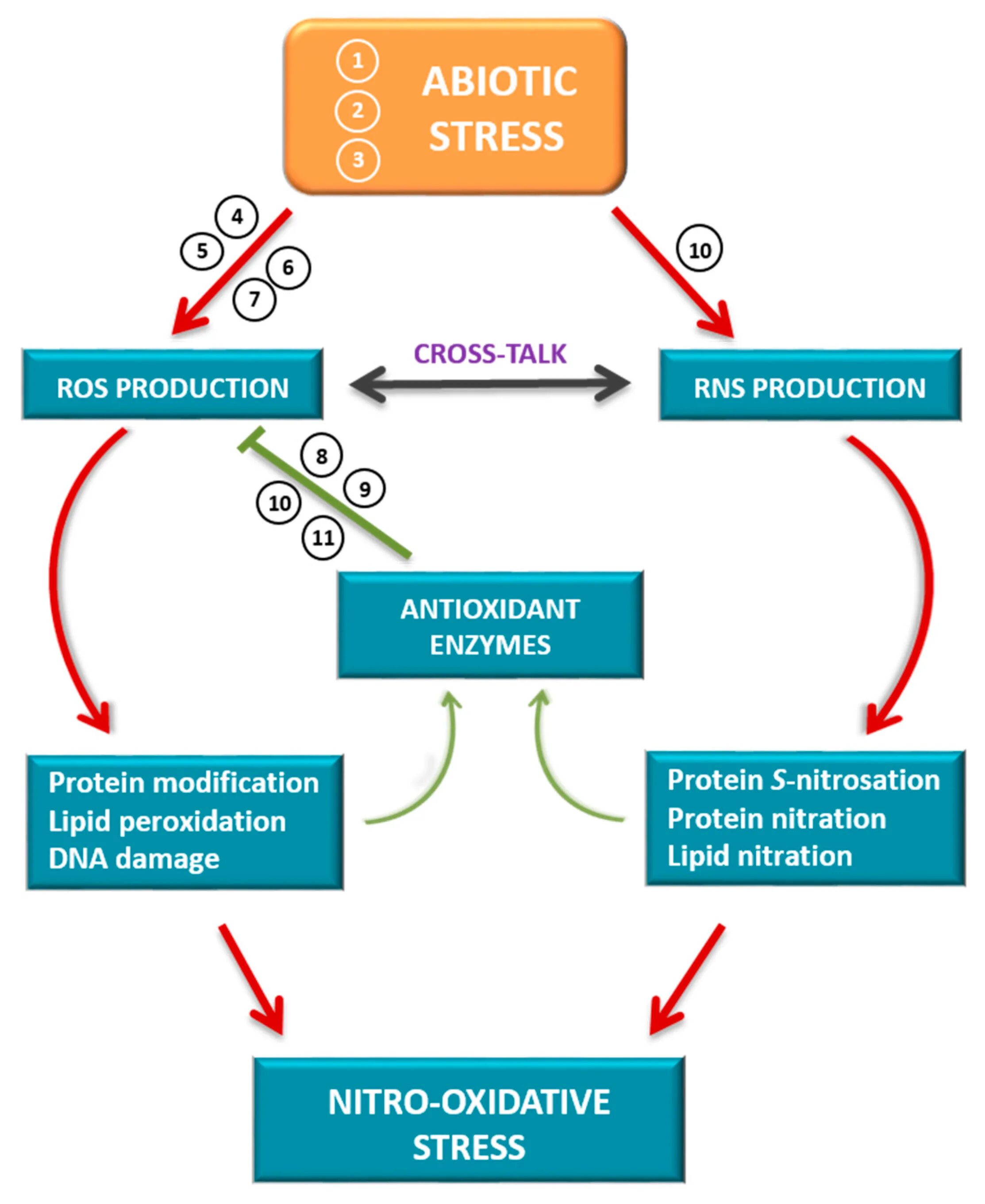 Окислительный стресс. Oxidative stress antioxidants. Оксидативный стресс. Окислительный стресс схема. Стресс научные статьи