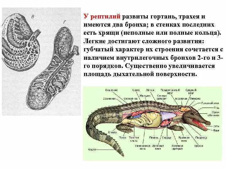 Дыхание рептилий и амфибий. Дыхательная система пресмыкающихся. Система дыхания рептилий. Система дыхания пресмыкающихся. Пресмыкающиеся строение дыхательной системы.