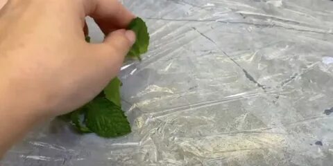 Сушить или морозить мяту