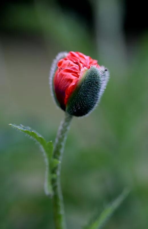 Закрытый мак. Закрытый мак. Закрытый мак. Красивая коробочка мака. Закрытый мак.