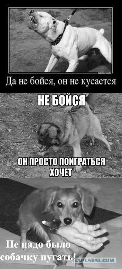 Не кусается не бросается. Он просто хочет поиграться. не бойтесь она не кусается.