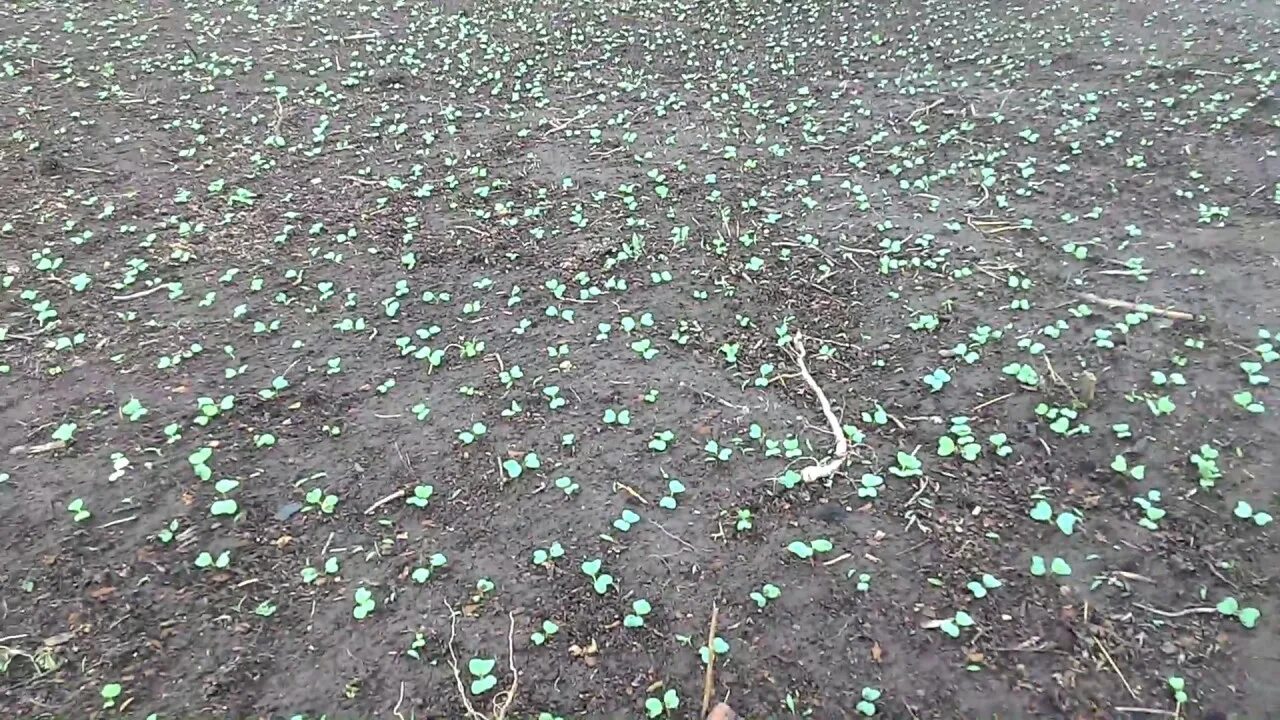 Редиска под пленкой. Посев редиса в открытый грунт на осень. Посадка редиса под пленку в апреле. Редис в грунт под агроволокно видео. Почва подходящая для редиски.