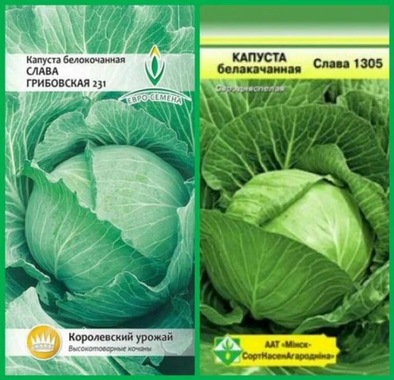 Капуста белокочанная Слава Грибовская 231. Капуста Слава 1305 характеристика и описание сорта. Семена капусты белокочанной Слава. Капуста белокочанная сорт Слава. Капуста слава характеристика и описание