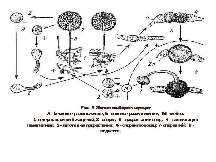 Половые споры грибов. Цикл развития гриба мукора. Жизненный цикл мукора схема. Мукор цикл развития. Цикл развития мукора схема.