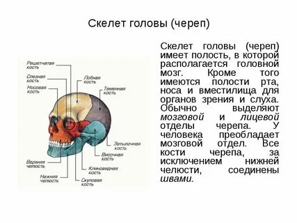 Черепные сообщения