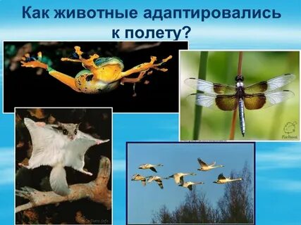 Адаптация воздушного