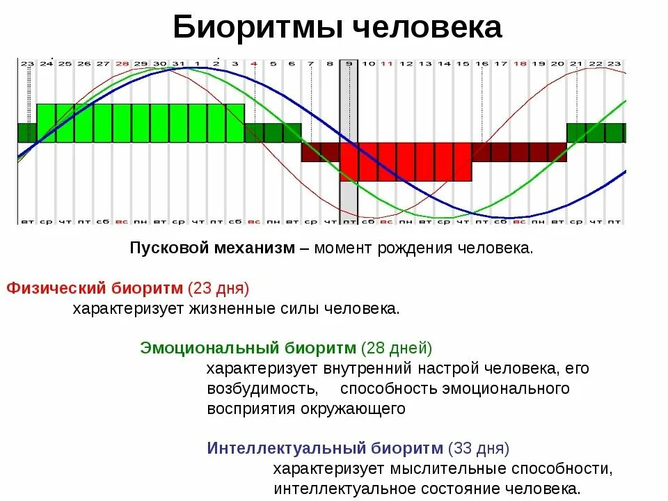 Суточные ритмы жизни