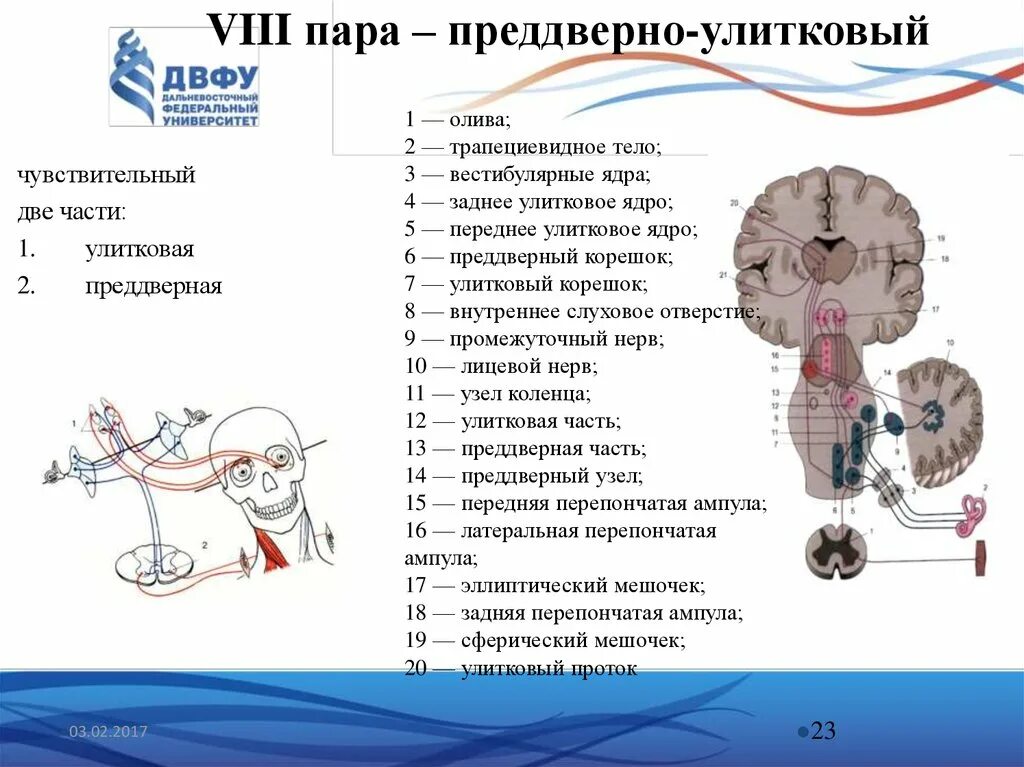 8 черепной нерв. 8 Пара черепных нервов схема. Ядра 8 пары черепных нервов. Ядра 8 пары черепно мозговых нервов. Схема 8 пары черепных нервов.