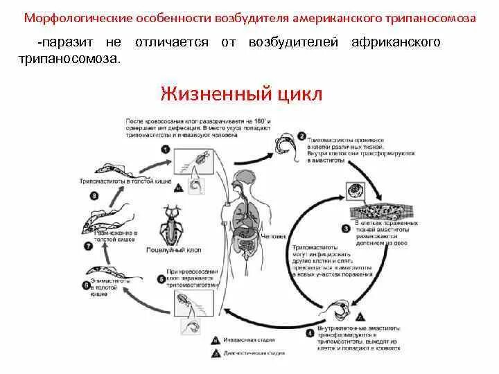 Жизненный цикл возбудителя. Жизненный цикл американской трипаносомы. Жизненный цикл лейшмании схема. Американская трипаносома жизненный цикл схема. Жизненный цикл трипаносомы схема.