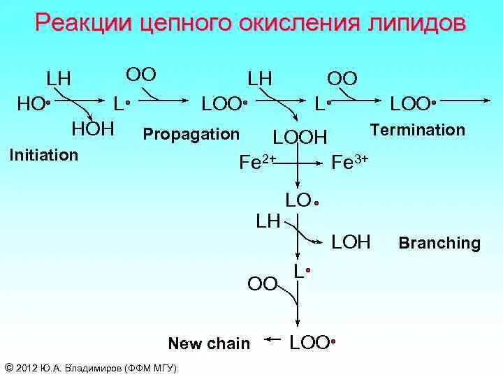 Пол липидов. Цепная реакция окисления липидов. Окисление липидов реакция. Реакции перекисного окисления липидов. Перекисное окисление липидов схема.