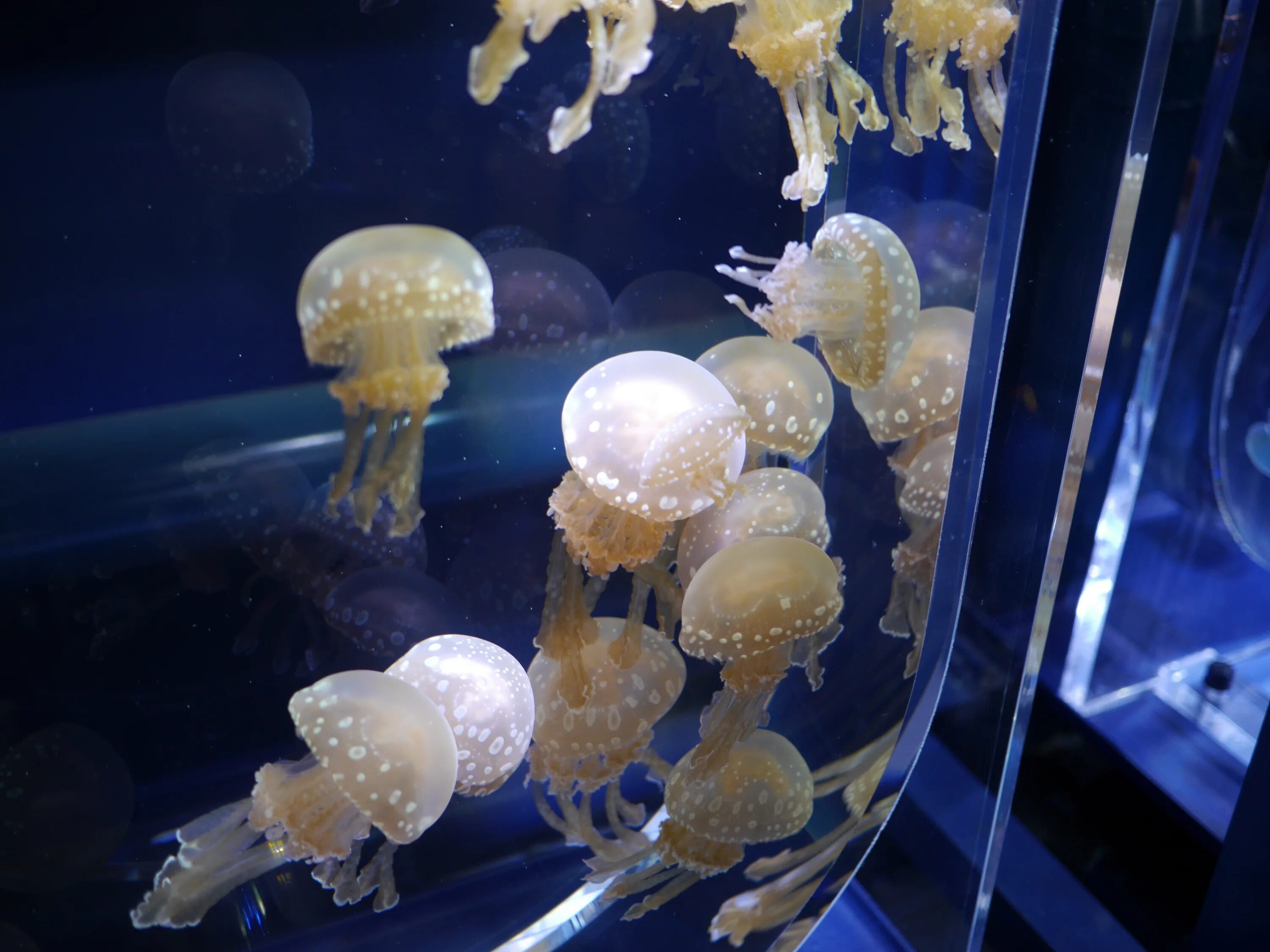 Медуза живая купить. Аквариум с медузами. Медузы в морском аквариуме. Домашний аквариум с медузами. Медуза в аквариуме Живая.