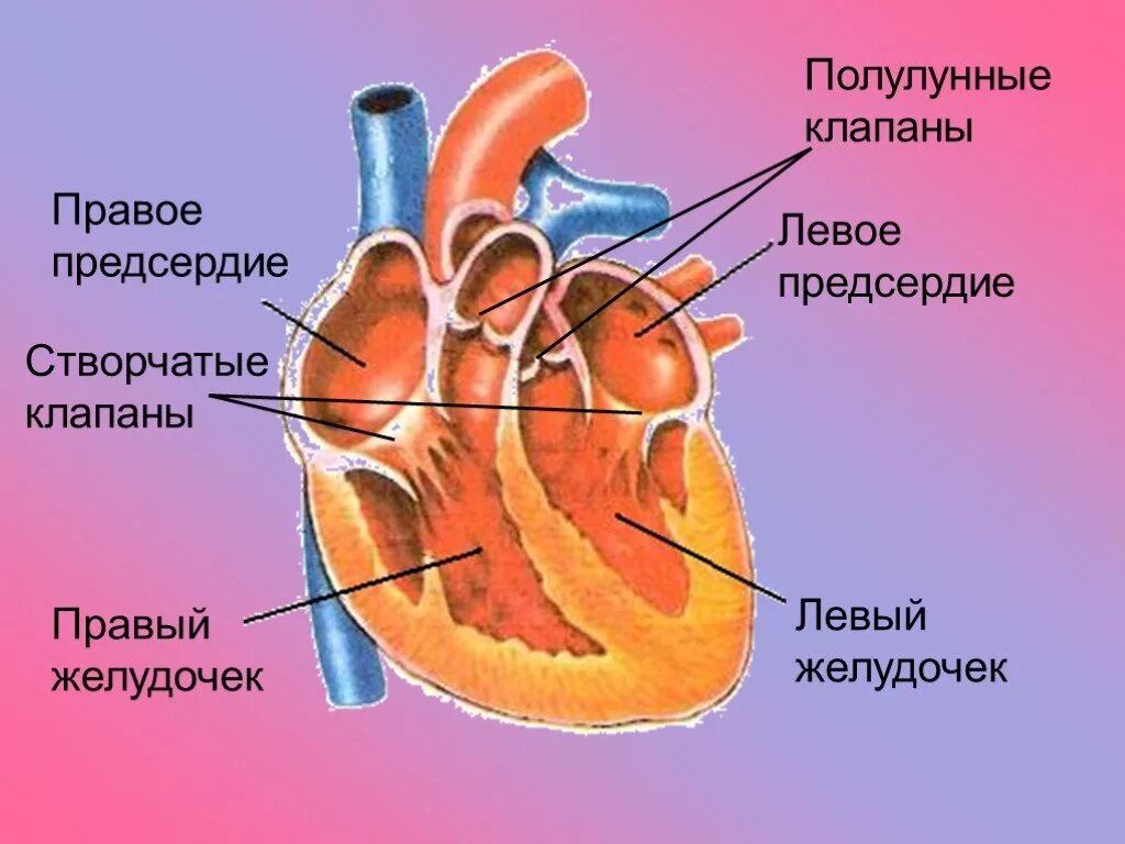 Предсердие желудка. Строение сердца предсердия и желудочки клапаны. Строение желудочков сердца анатомия. Желудочки и предсердия сердца схема. Строение сердца полулунный клапан.