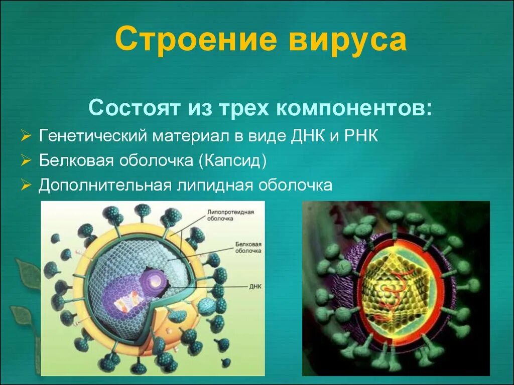 Вирусы строение значение. Особенности клеточного строения вирусов. Особенности строения клетки вирусов. Строение вируса белковая оболочка. Из чего состоит вирус.