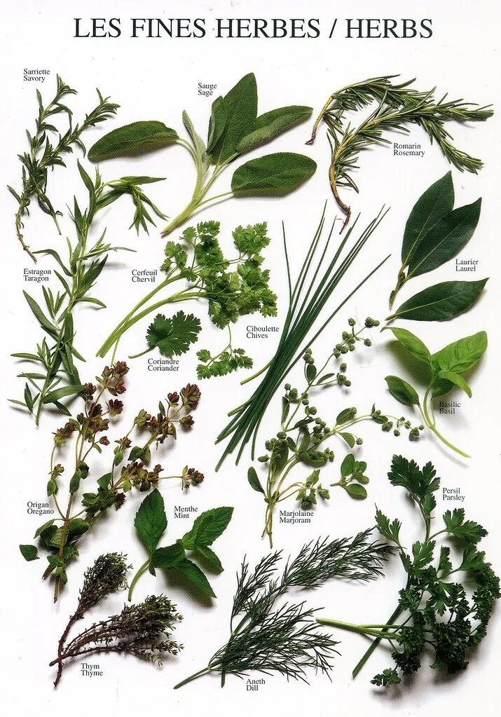 Греческие травы. Лекарственные травы. Лекарственные растения Франции. Французские травы. Греческие лечебные травы.