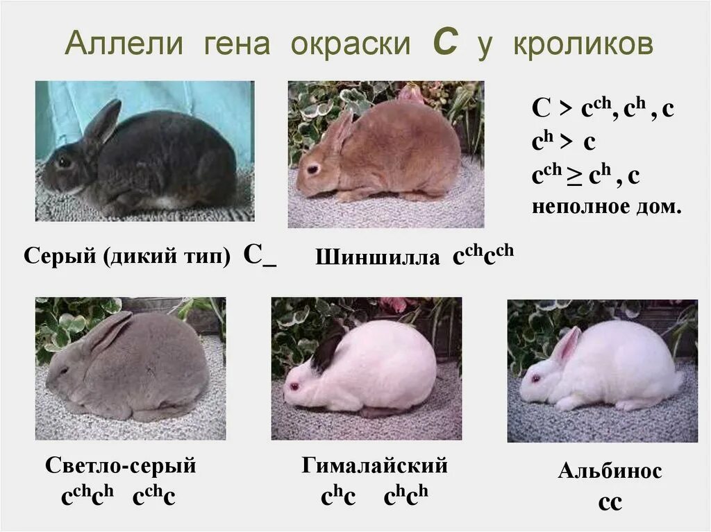 Генетика кроликов. Множественный аллелизм окраска кроликов. Генотипы кроликов. Множественный аллелизм.