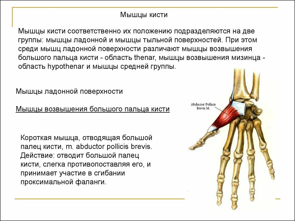 Запястье функции. Мышцы кисти мышцы возвышения большого пальца. ладонные мышцы кисти таблица. мышцы кисти функции кратко. мышцы гипотенара кисть.