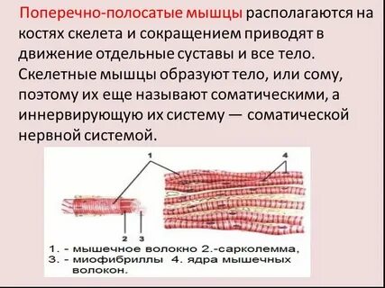 Совокупность клеток образующих ткань мышц внутренних