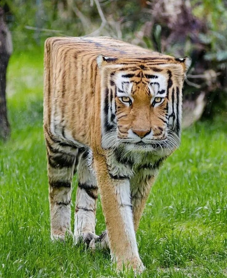 Для того чтобы животное