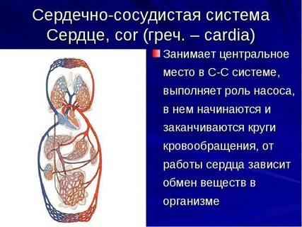 Ткани сердечно сосудистой системы