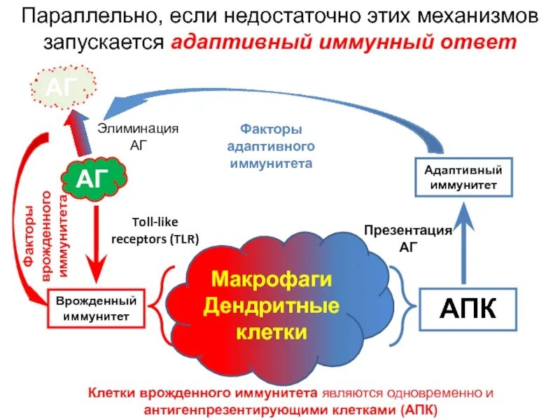 Схема действия адаптивного иммунитета. Врожденный и адаптивный иммунитет. Взаимосвязь врожденного и адаптивного иммунитета. Механизмы адаптивного иммунитета.