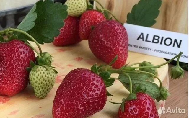 Земляника садовая альбион. Описание земляники альбион. Альбион клубника описание. Клубника ремонтантная альбион. Земляника альбион ремонтантная.