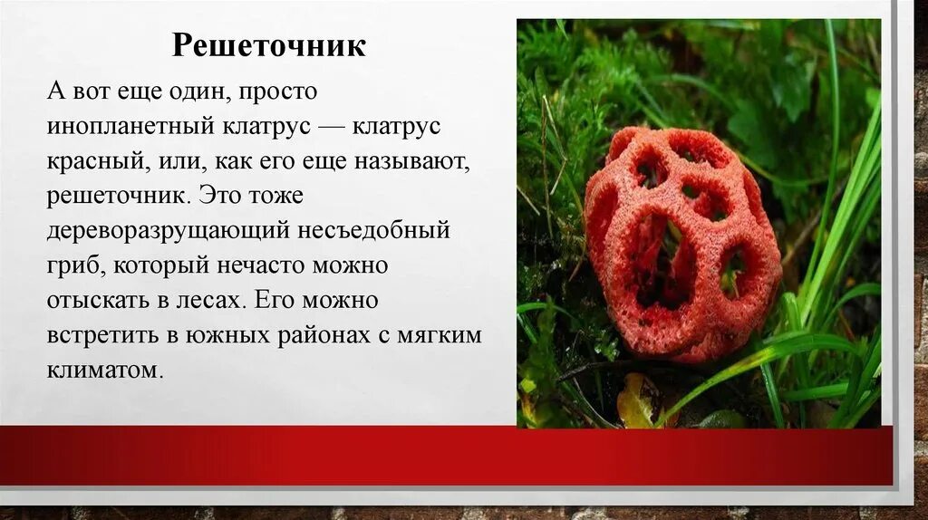 Информация о самых. Сообщение о грибе решеточник красный. решёточник красный несъедобные грибы. доклад про гриб решеточник красный 3 класс. красный решеточник гриб информация.