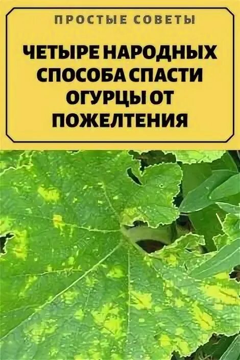 Чем обработать огурцы когда желтеют листья. Средство от пожелтения листьев огурцов. препараты от пожелтения листьев у огурцов. чем подкормить огурцы, чтобы не желтели?. огурцы желтеют листья.