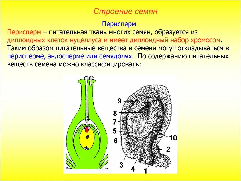 Строение клетки семени. Строение семенной клетки. Строение клетки двудольного семени. Нуцеллус голосеменных.