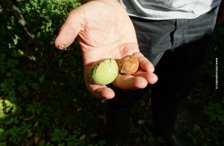 Грецкий орех juglans regia l. Грецкий орех высота дерева. Грецкий орех сердцевидный. Саженец орех грецкий с2 н50. Грецкий орех дерево цветение.